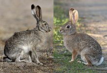 Apa Perbedaan Antara Kelinci dan Kelinci?