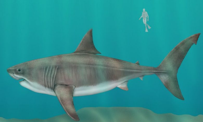 Apa yang Terjadi dengan Megalodon?