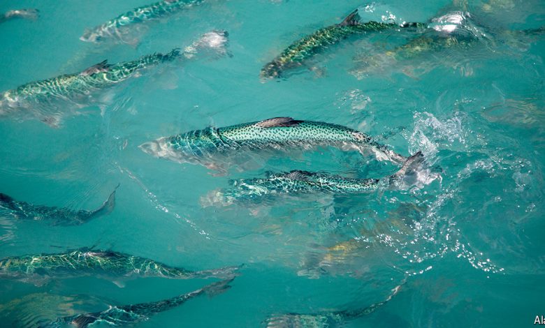 Vaksin dapat menjaga ikan salmon terhindar dari kutu laut