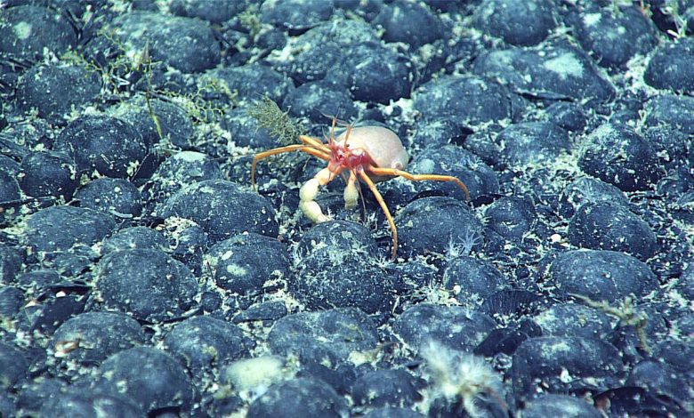 Laut dalam adalah rumah bagi “oksigen gelap”