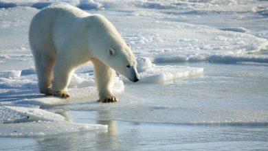 Lihat Bagaimana Ilmuwan Melacak Beruang Kutub Dengan Tag “Duri pada Bulu” yang Terobosan