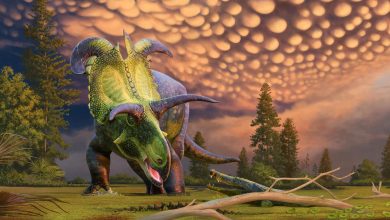Temui Lokiceratops: Dinosaurus Baru dengan Tanduk Spektakuler Seperti Bilah