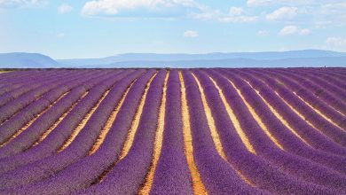 Ekstrak lavender sangat bagus untuk mengusir nyamuk