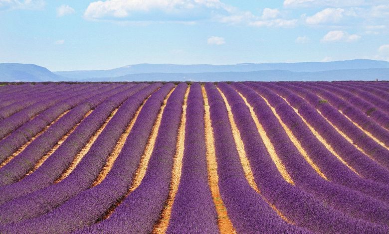 Ekstrak lavender sangat bagus untuk mengusir nyamuk