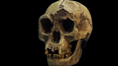 “Hobbit” Nyata di Flores: Tulang Lengan Terkecil dalam Sejarah Manusia Ungkap Spesies Hominin Misterius