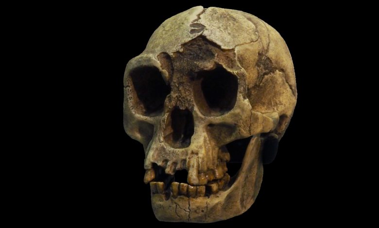 “Hobbit” Nyata di Flores: Tulang Lengan Terkecil dalam Sejarah Manusia Ungkap Spesies Hominin Misterius