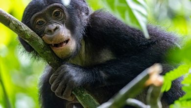 Kera Besar yang Sulit Ditemukan di Kongo: Para Ilmuwan Mengungkap Rahasia “Benteng Bonobo di Dunia”