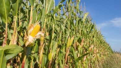 Penemuan Jagung Kuno di Brasil Menantang Kisah Asal Usul Jagung