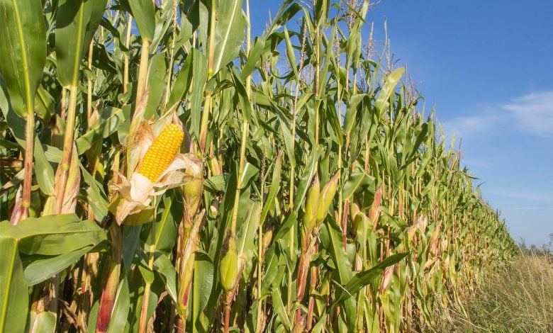 Penemuan Jagung Kuno di Brasil Menantang Kisah Asal Usul Jagung