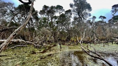 Manusia Pertama di Tasmania Menggunakan Api untuk Mengubah Lansekap 41.000 Tahun Lalu