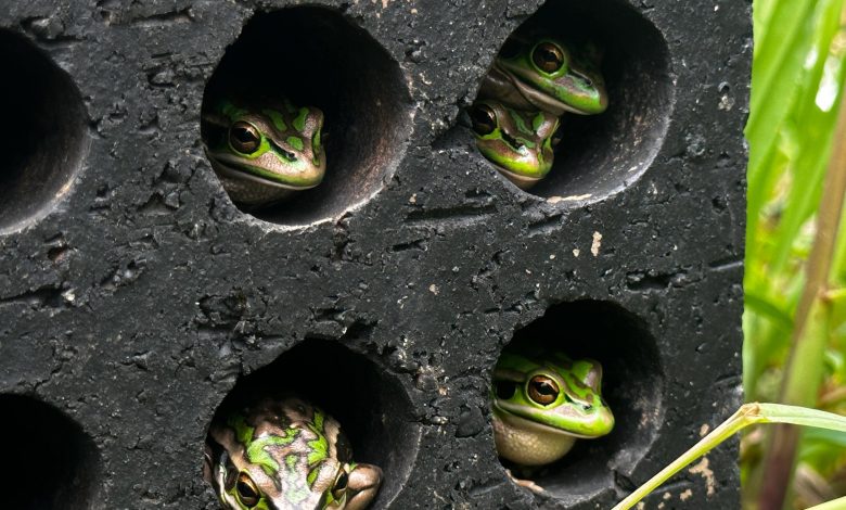 Sauna Selamatkan Katak: Strategi Baru yang Menarik untuk Memerangi Jamur Mematikan