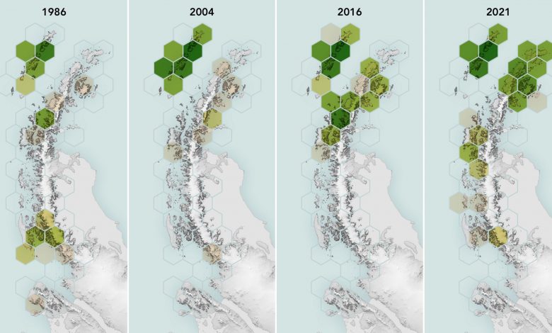 Penghijauan Antartika yang Tak Terduga: Lumut Menyerang Perbatasan Beku