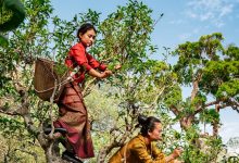 Hutan kuno di Tiongkok ini menghasilkan teh terbaik di dunia