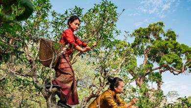 Hutan kuno di Tiongkok ini menghasilkan teh terbaik di dunia