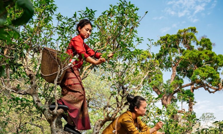 Hutan kuno di Tiongkok ini menghasilkan teh terbaik di dunia