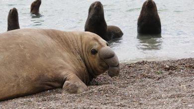 Kematian Massal di Punta Delgada: H5N1 Memusnahkan Populasi Anjing Laut Gajah Argentina