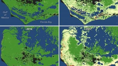 Badai Mengubah Hutan Bakau Menjadi Hutan Hantu