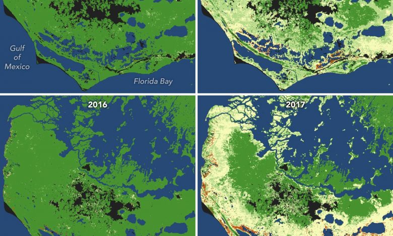 Badai Mengubah Hutan Bakau Menjadi Hutan Hantu