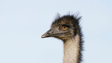 Kisah aneh ketika Australia berperang dengan burung emu—dan kalah