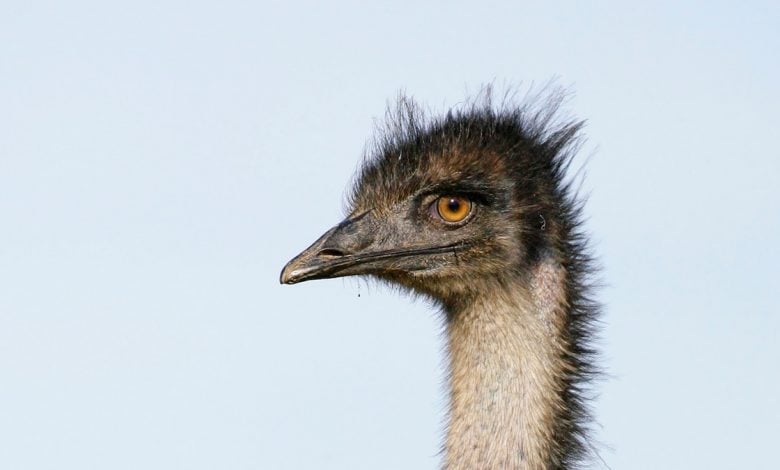 Kisah aneh ketika Australia berperang dengan burung emu—dan kalah