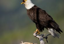 Elang botak sebenarnya bukan burung nasional AS—sampai sekarang