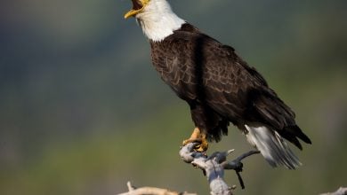 Elang botak sebenarnya bukan burung nasional AS—sampai sekarang