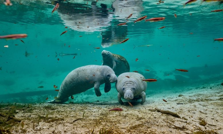 Jumlah manate di Florida belum pernah sebanyak sekarang