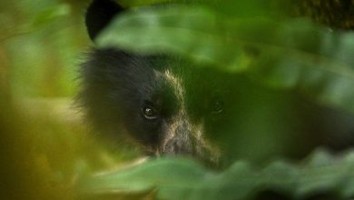 Beruang terlihat kawin di pepohonan—hal ini merupakan hal yang pertama dalam bidang ilmiah