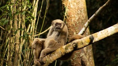 DNA Dari Lantai Hutan Mengungkap Misteri Perkawinan Muriquis yang Terancam Punah