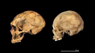 Studi Menunjukkan Neanderthal dan Manusia Bukanlah Spesies yang Sama