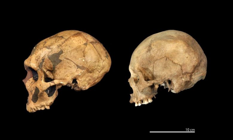 Studi Menunjukkan Neanderthal dan Manusia Bukanlah Spesies yang Sama