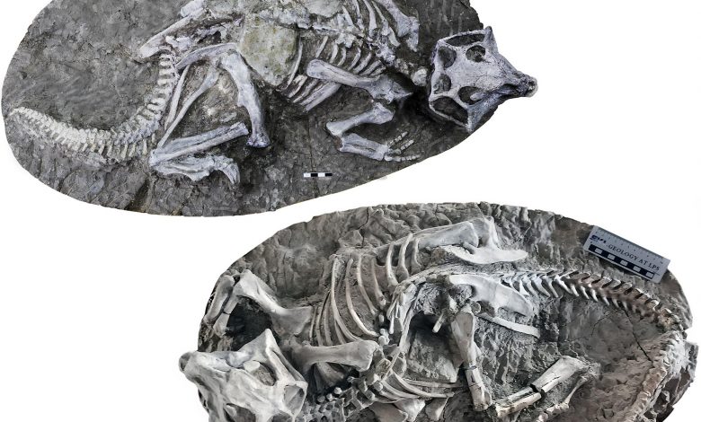 Apakah 'Peristiwa Pompeii' Benar-benar Melestarikan Dinosaurus Paling Murni di Dunia?