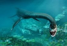 Ahli Paleontologi Memecahkan Misteri “Empat Sayap” Plesiosaurus