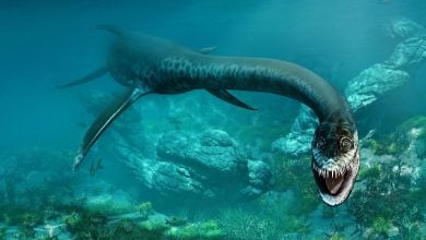 Ahli Paleontologi Memecahkan Misteri “Empat Sayap” Plesiosaurus