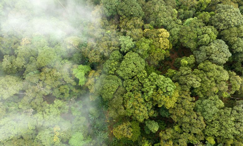 Pabrik Aerosol Rahasia Amazon: Memecahkan Teka-teki Atmosfer 20 Tahun