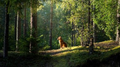 Ilmu tentang bagaimana anjing yang hilang menemukan jalan pulang