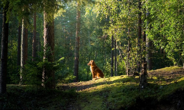 Ilmu tentang bagaimana anjing yang hilang menemukan jalan pulang