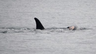 Orca ini membawa anak sapi mati lainnya. Inilah yang kami ketahui tentang bagaimana orca berduka