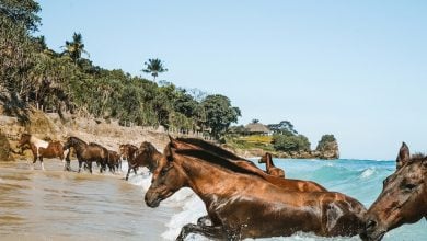 Alasan mengunjungi Sumba, Indonesia, untuk liburan kesehatan yang unik