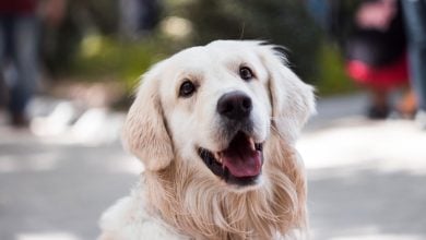 Anjing Bisa Bicara? Studi Mengonfirmasi Anjing Sengaja Menggunakan Papan Suara Untuk Berkomunikasi