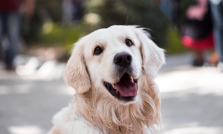 Anjing Bisa Bicara? Studi Mengonfirmasi Anjing Sengaja Menggunakan Papan Suara Untuk Berkomunikasi