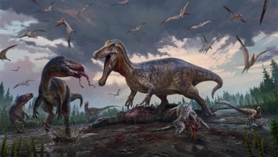 Peneliti Menemukan Gigi Tyrannosaurus Berusia 135 Juta Tahun yang Luar Biasa di Tempat Tak Terduga