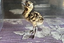 Ilmuwan India menyimpan burung langka – dengan membuat mereka kawin dengan boneka