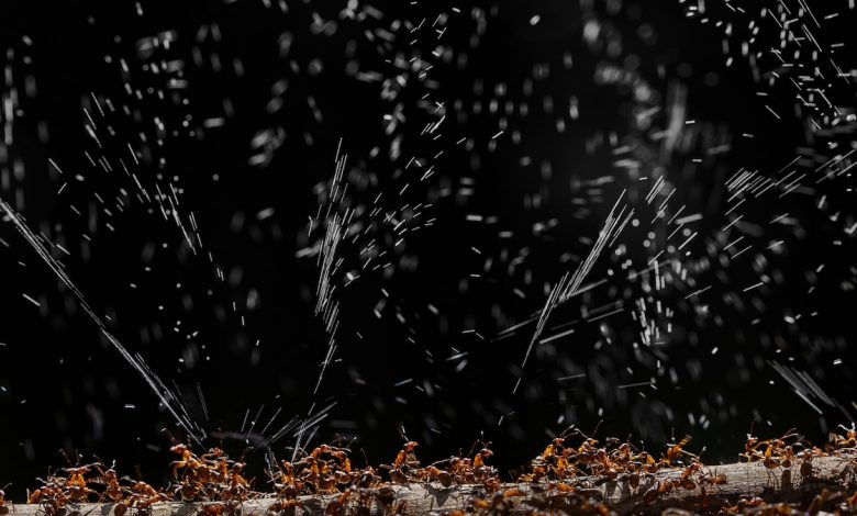 Mengapa semut kayu merah adalah pahlawan super yang kecil namun perkasa di hutan